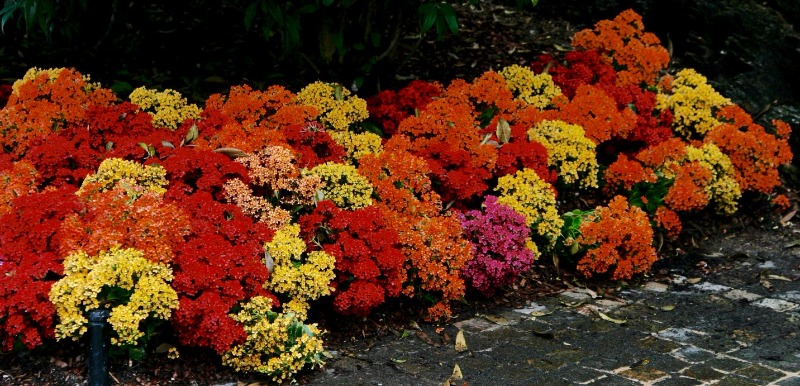 Red Orange Yellow Pink Kalanchoe Bush